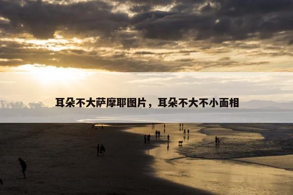 耳朵不大萨摩耶图片，耳朵不大不小面相