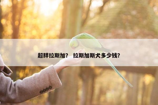 超胖拉斯加？ 拉斯加斯犬多少钱？