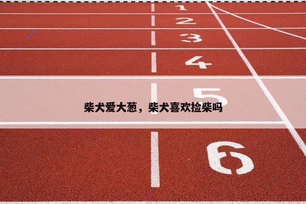 柴犬爱大葱，柴犬喜欢捡柴吗