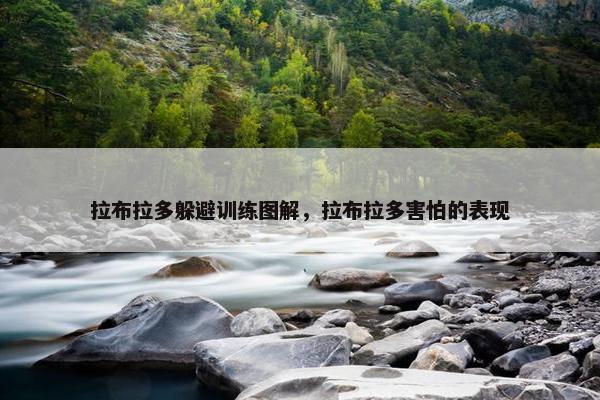 拉布拉多躲避训练图解，拉布拉多害怕的表现