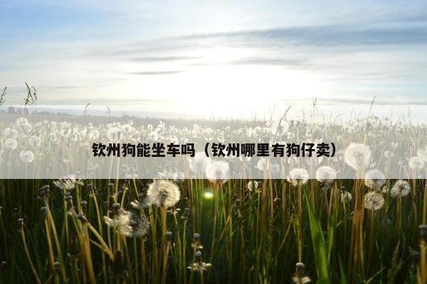 钦州狗能坐车吗（钦州哪里有狗仔卖）