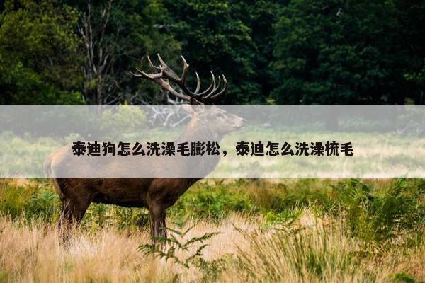 泰迪狗怎么洗澡毛膨松，泰迪怎么洗澡梳毛