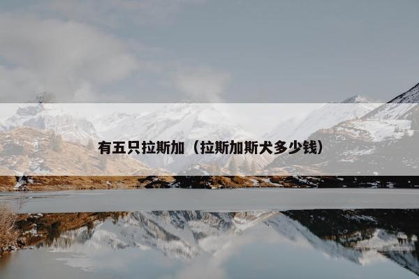 有五只拉斯加（拉斯加斯犬多少钱）
