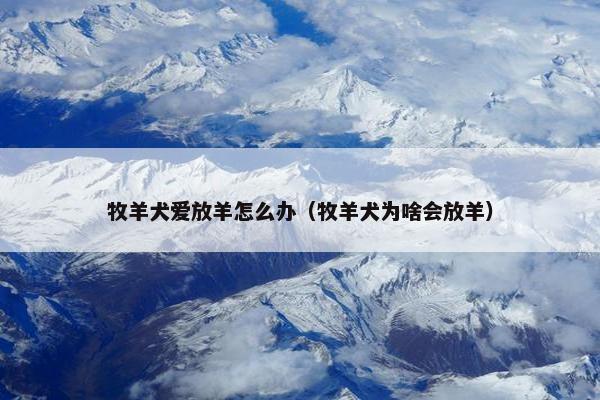 牧羊犬爱放羊怎么办（牧羊犬为啥会放羊）