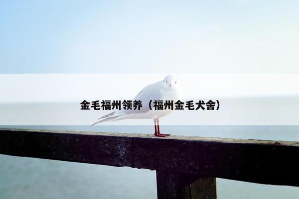 金毛福州领养（福州金毛犬舍）