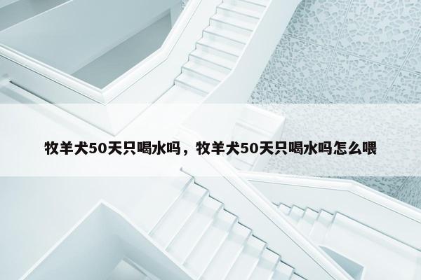 牧羊犬50天只喝水吗，牧羊犬50天只喝水吗怎么喂