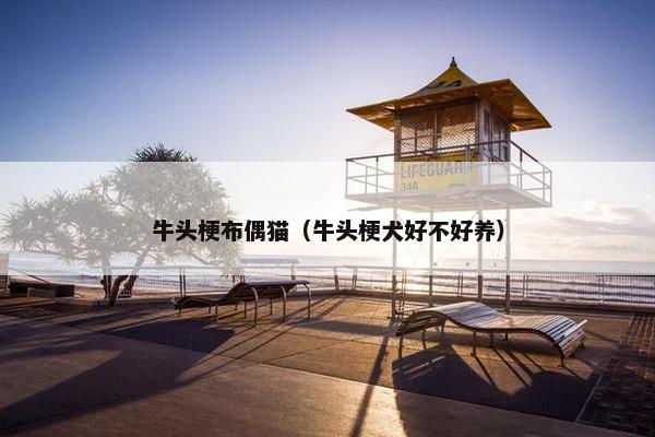 牛头梗布偶猫（牛头梗犬好不好养）