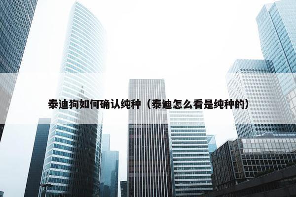 泰迪狗如何确认纯种（泰迪怎么看是纯种的）