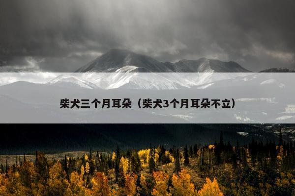 柴犬三个月耳朵（柴犬3个月耳朵不立）