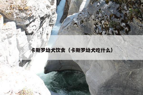 卡斯罗幼犬饮食（卡斯罗幼犬吃什么）
