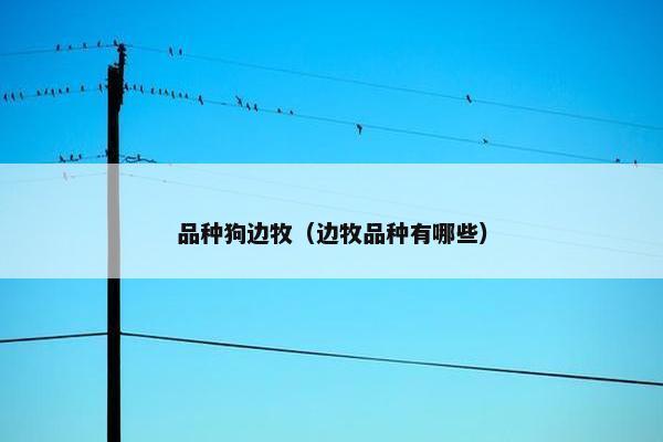 品种狗边牧（边牧品种有哪些）