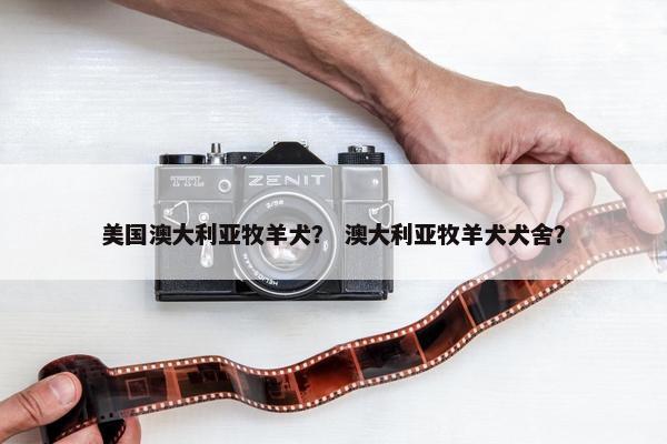 美国澳大利亚牧羊犬？ 澳大利亚牧羊犬犬舍？