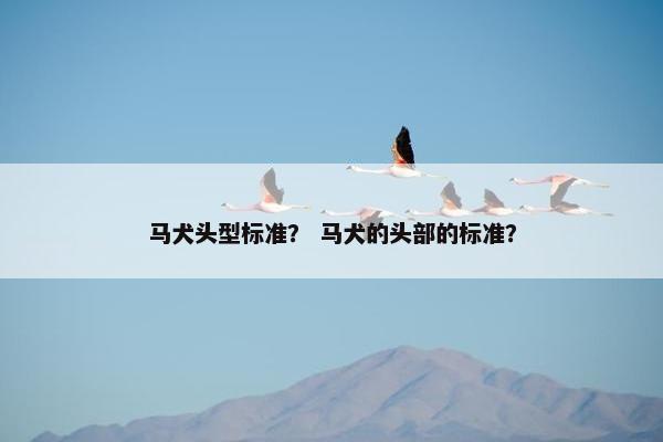 马犬头型标准？ 马犬的头部的标准？