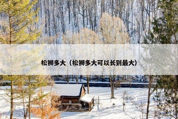 松狮多大（松狮多大可以长到最大）