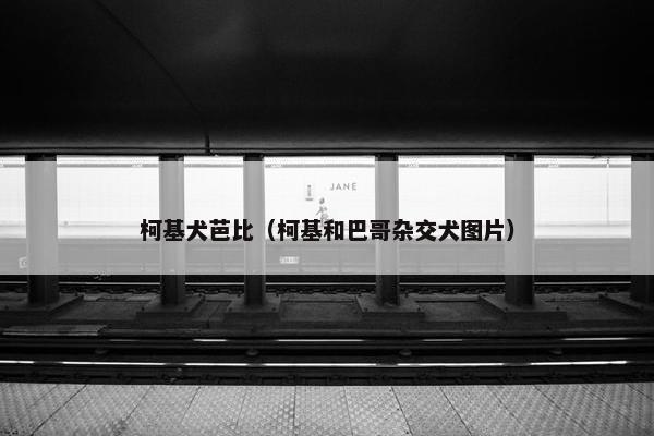 柯基犬芭比（柯基和巴哥杂交犬图片）