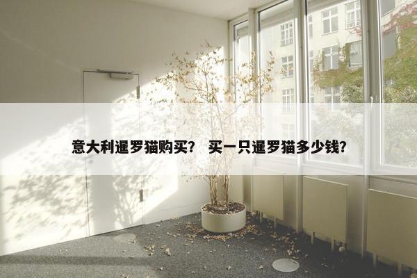 意大利暹罗猫购买？ 买一只暹罗猫多少钱？