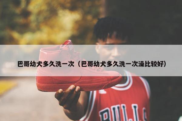 巴哥幼犬多久洗一次（巴哥幼犬多久洗一次澡比较好）