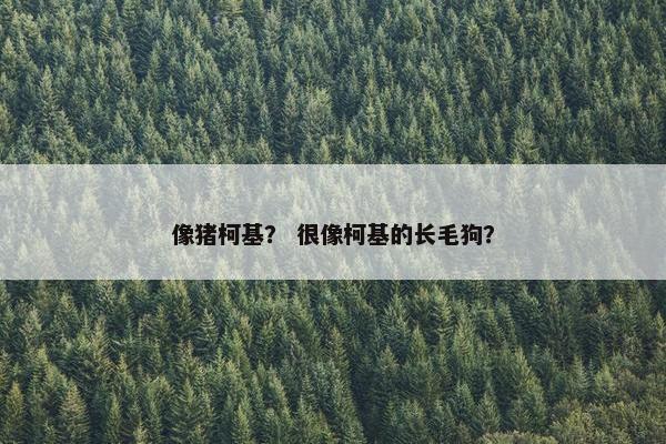 像猪柯基？ 很像柯基的长毛狗？