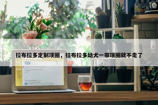 拉布拉多定制项圈，拉布拉多幼犬一带项圈就不走了
