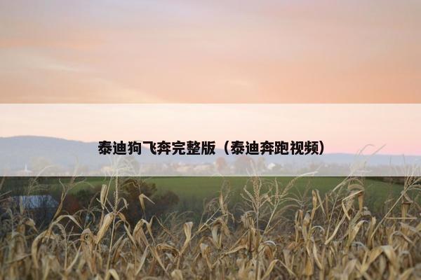 泰迪狗飞奔完整版（泰迪奔跑视频）
