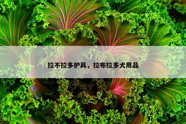 拉不拉多护具，拉布拉多犬用品