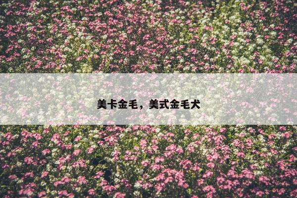 美卡金毛，美式金毛犬