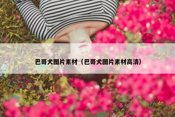 巴哥犬图片素材（巴哥犬图片素材高清）