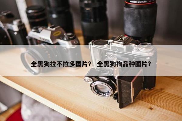 全黑狗拉不拉多图片？ 全黑狗狗品种图片？