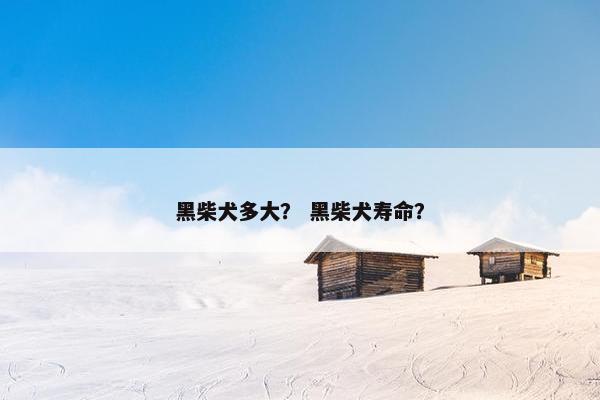 黑柴犬多大？ 黑柴犬寿命？