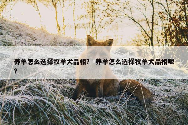 养羊怎么选择牧羊犬品相？ 养羊怎么选择牧羊犬品相呢？