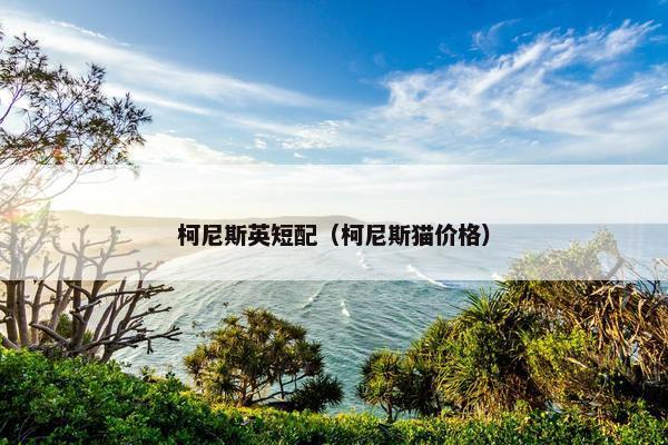 柯尼斯英短配（柯尼斯猫价格）