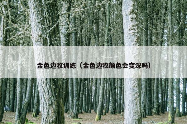 金色边牧训练（金色边牧颜色会变深吗）
