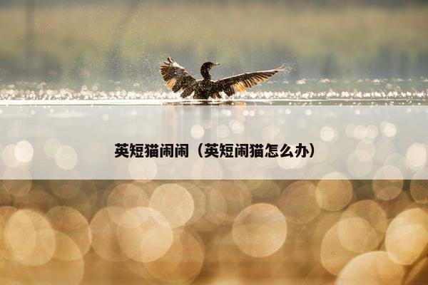 英短猫闹闹（英短闹猫怎么办）
