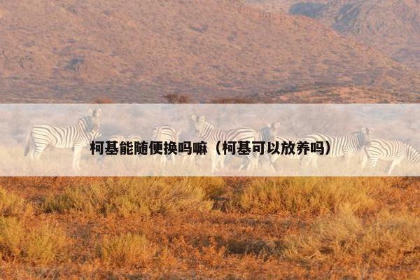 柯基能随便换吗嘛（柯基可以放养吗）