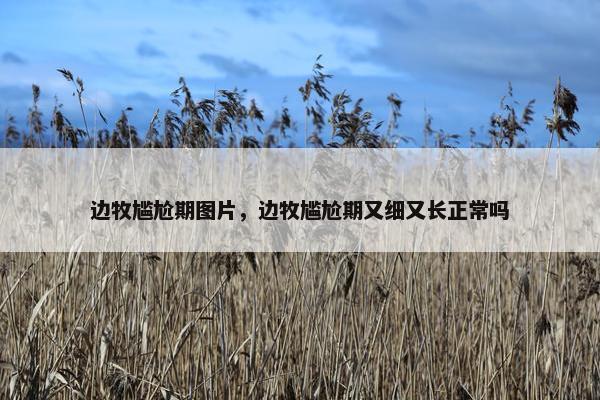 边牧尴尬期图片，边牧尴尬期又细又长正常吗