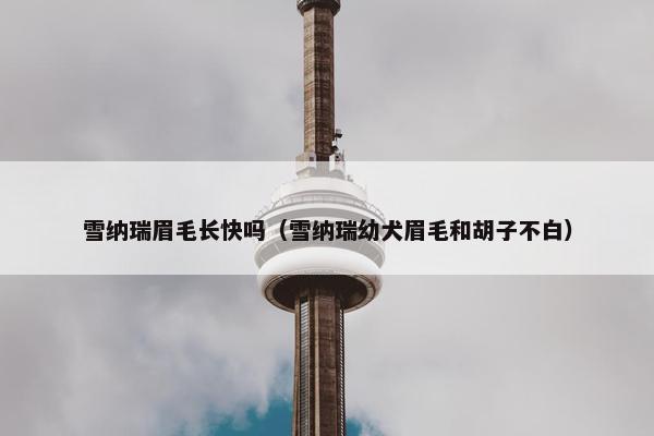 雪纳瑞眉毛长快吗（雪纳瑞幼犬眉毛和胡子不白）