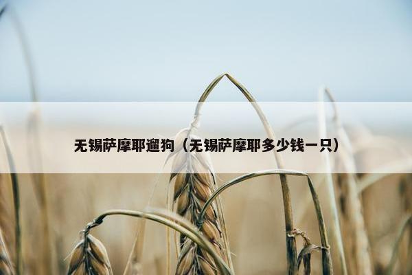 无锡萨摩耶遛狗（无锡萨摩耶多少钱一只）