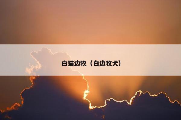 白猫边牧（白边牧犬）
