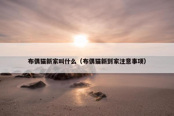 布偶猫新家叫什么（布偶猫新到家注意事项）