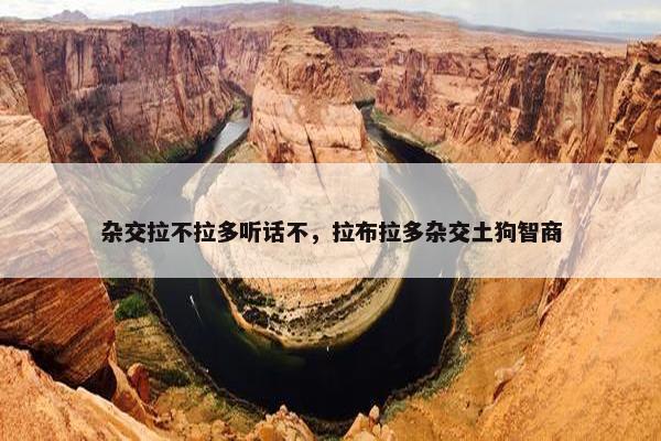 杂交拉不拉多听话不，拉布拉多杂交土狗智商