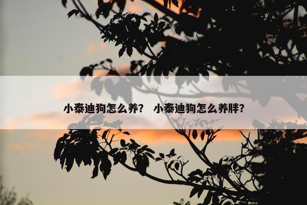 小泰迪狗怎么养？ 小泰迪狗怎么养胖？