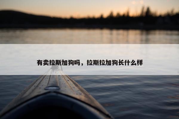 有卖拉斯加狗吗，拉斯拉加狗长什么样