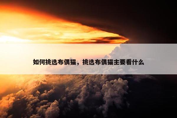 如何挑选布偶猫，挑选布偶猫主要看什么