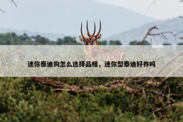 迷你泰迪狗怎么选择品相，迷你型泰迪好养吗
