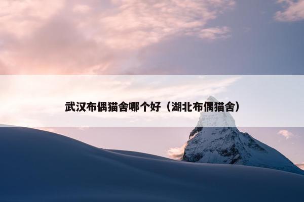 武汉布偶猫舍哪个好（湖北布偶猫舍）