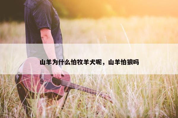 山羊为什么怕牧羊犬呢，山羊怕狼吗