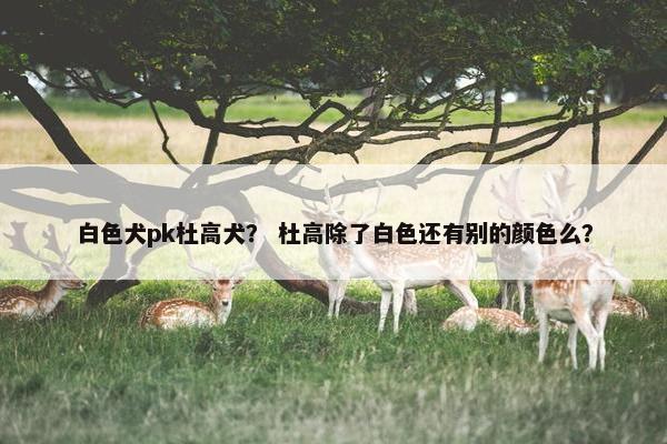 白色犬pk杜高犬？ 杜高除了白色还有别的颜色么？
