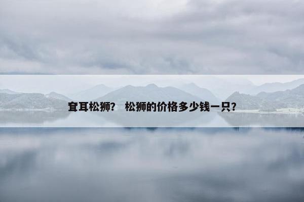 耷耳松狮？ 松狮的价格多少钱一只？