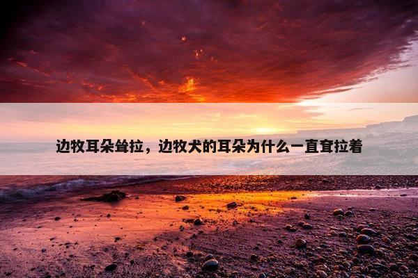 边牧耳朵耸拉，边牧犬的耳朵为什么一直耷拉着
