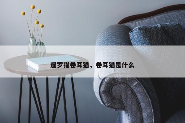 暹罗猫卷耳猫，卷耳猫是什么